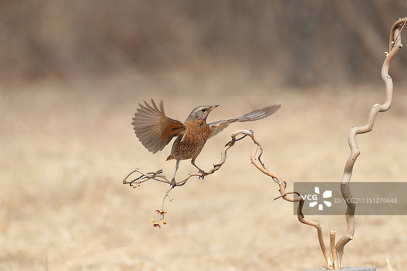 欢迎欢迎热烈欢迎图片素材