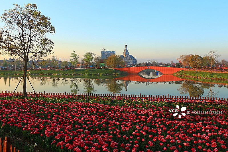 盐城 荷兰花海图片素材