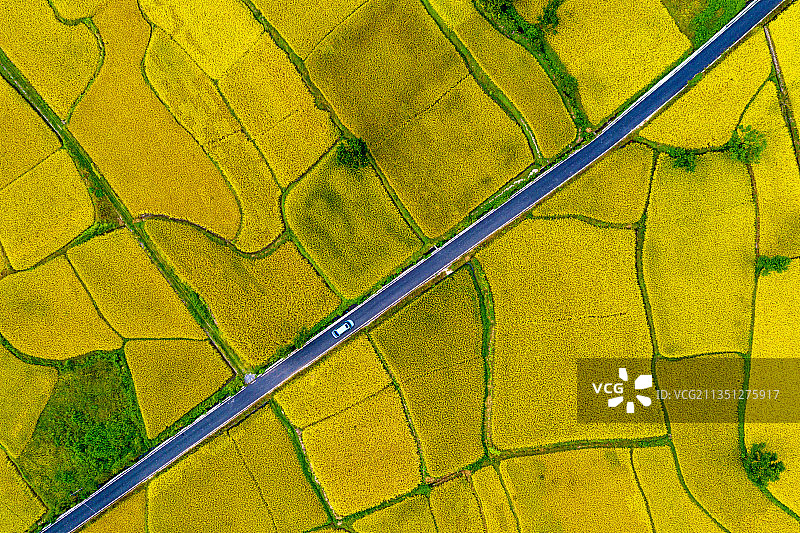 穿过金灿灿的稻田+安徽省黄山市黟县宏村镇图片素材