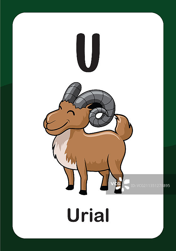 动物字母闪卡 - U代表盘羊图片素材