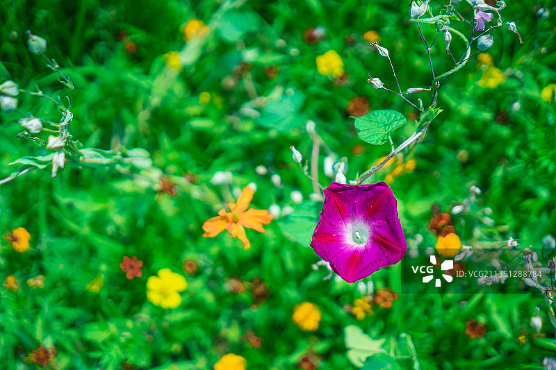 草丛中的喇叭花，牵牛花图片素材