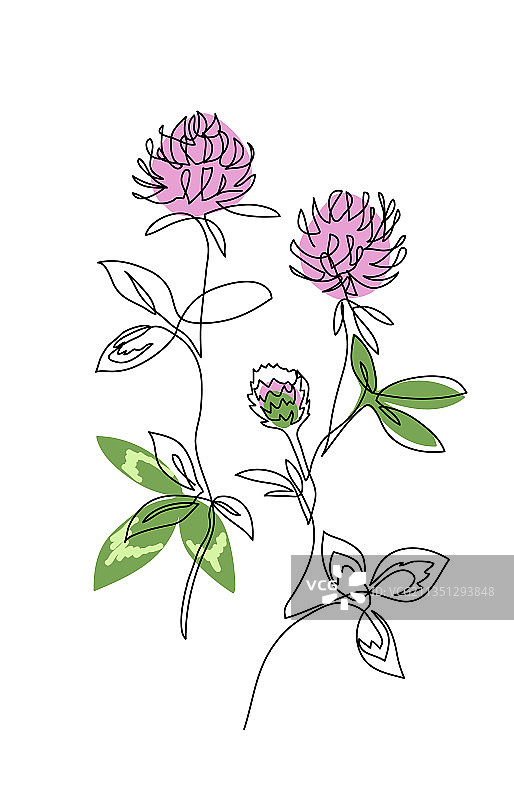 带茎三叶草花朵单线艺术画图片素材