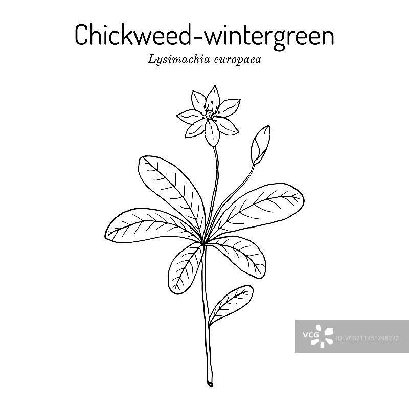 繁缕-冬绿或北极星花图片素材