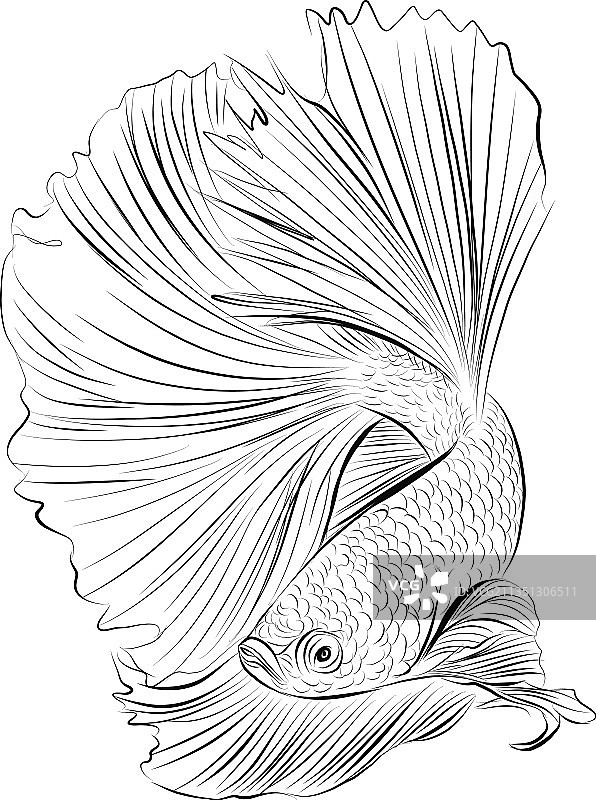 手绘暹罗斗鱼草图图片素材