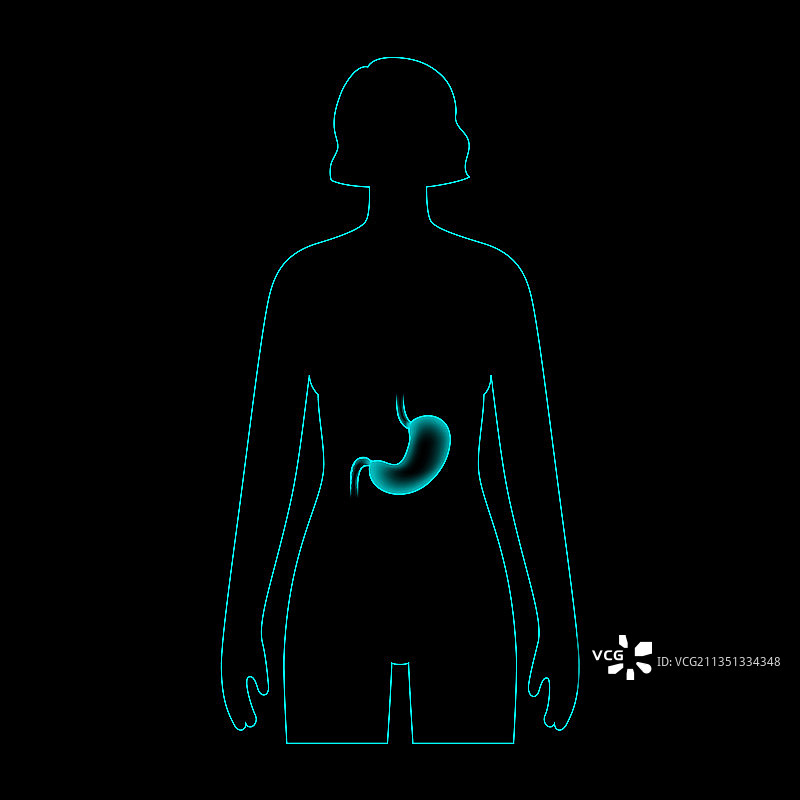 胃部解剖结构3D图片素材
