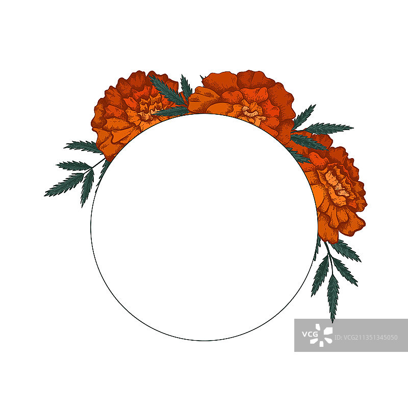 万寿菊彩色草图圆形边框图片素材