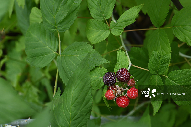 加拿大安大略省弗格斯市：植物上生长的覆盆子特写图片素材