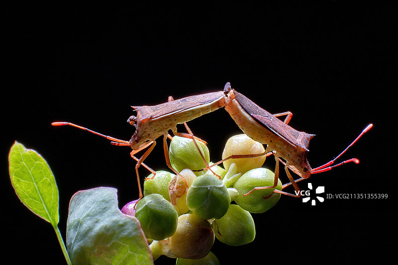 重庆江津乡村昆虫图片素材