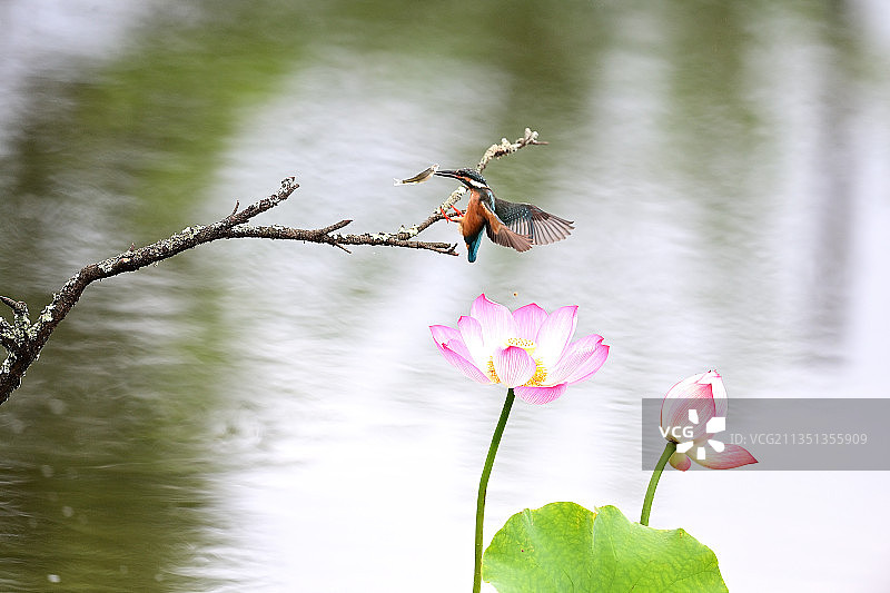 捕鱼上枝图片素材