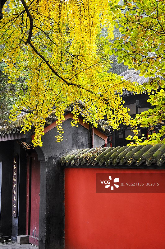 四川成都武侯祠银杏图片素材