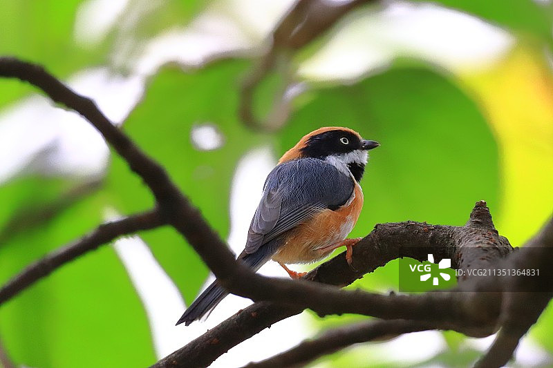 红头长尾山雀图片素材