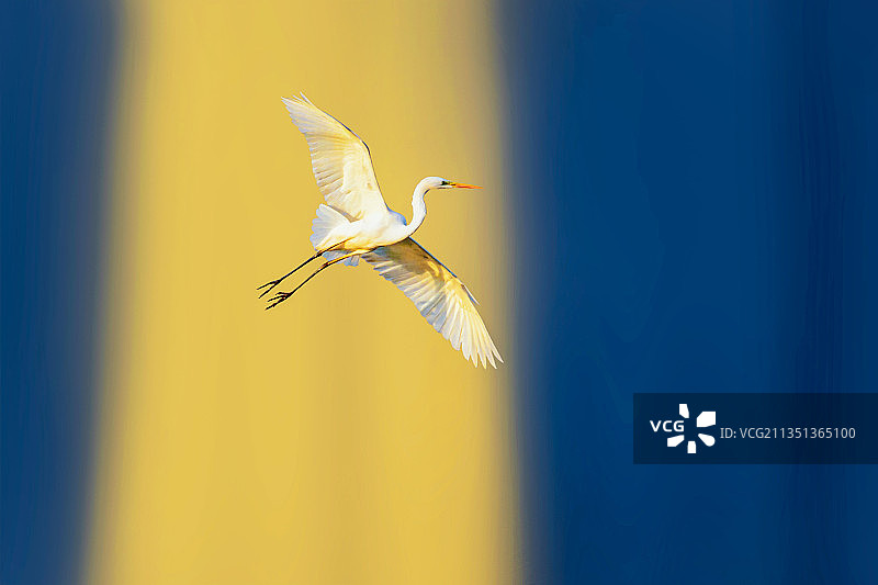 白鹭--有些孤独图片素材