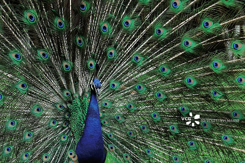 雄功雀在开屏求偶图片素材