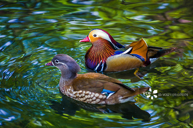 湖中鸳鸯成双对图片素材