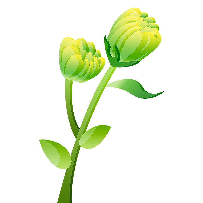 菊花花骨朵图片素材