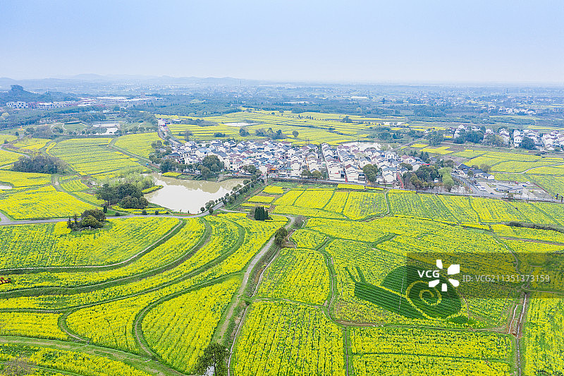 高视角航拍江苏南京有巨大动物图案和村庄开满黄色油菜花的田野图片素材