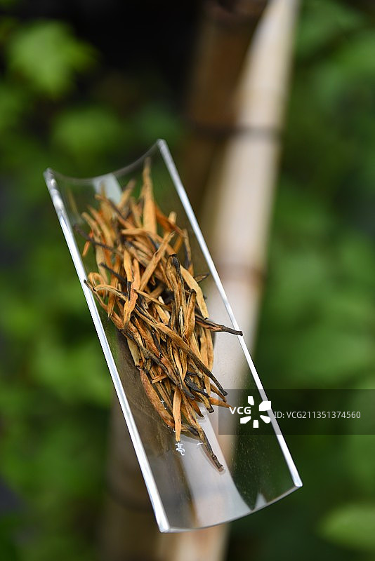 滇红大金芽图片素材