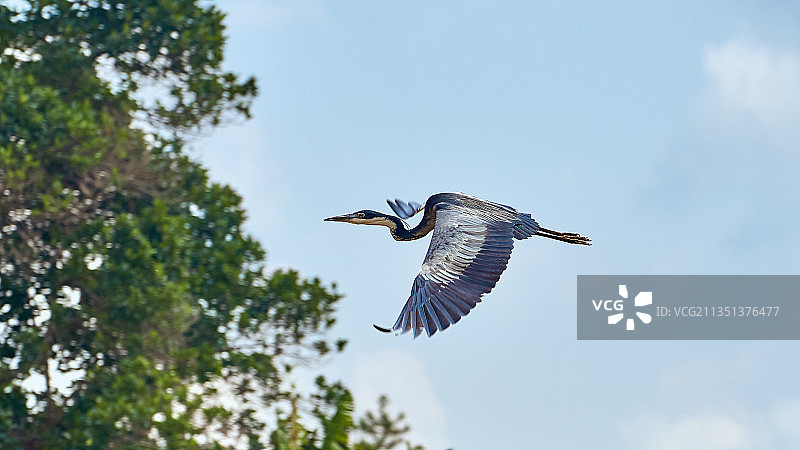 一只飞鸟在天空背景下向树丛飞去图片素材