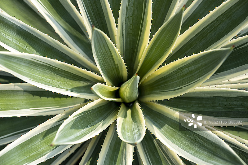 狭叶龙舌兰银边龙舌兰金边龙舌兰图片素材