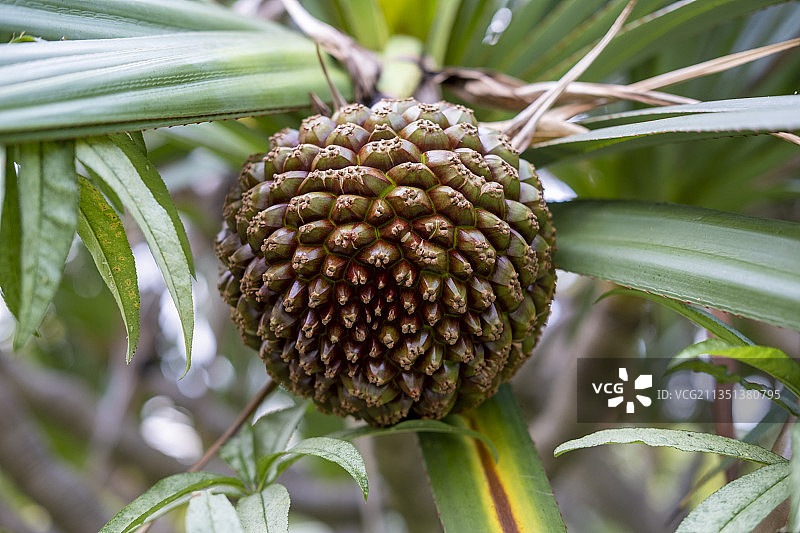 露兜树果实图片素材