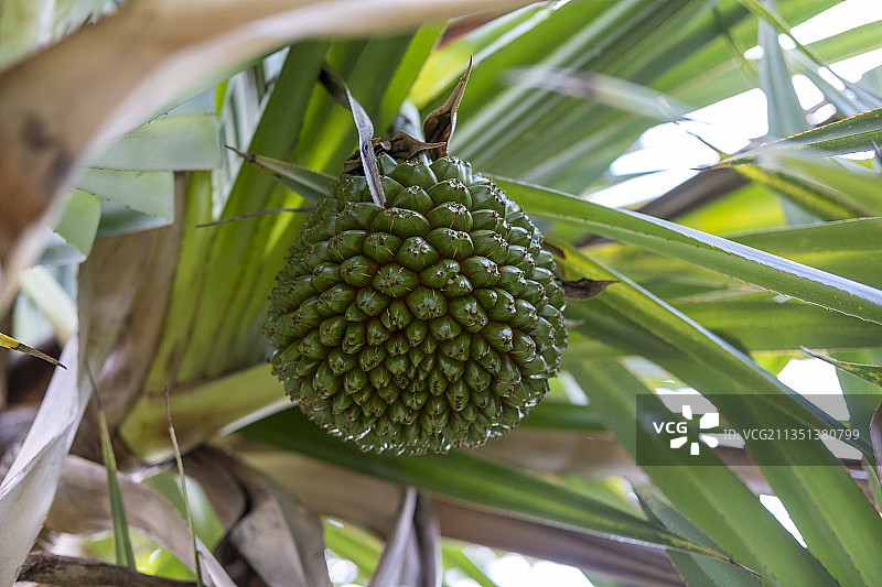 露兜树果实图片素材
