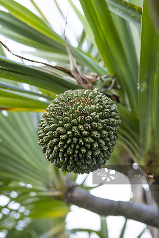露兜树果实图片素材