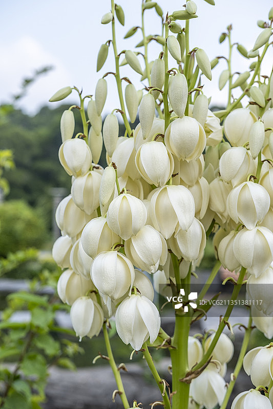 丝兰花图片素材