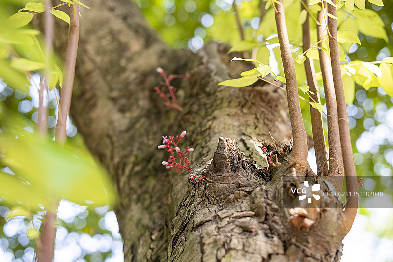 杨桃树丨杨桃花丨杨桃丨菩提树图片素材