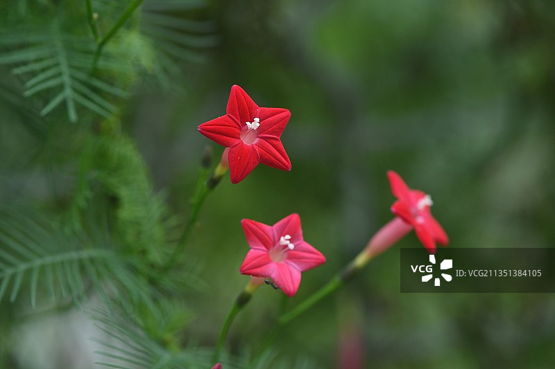 茑萝松图片素材