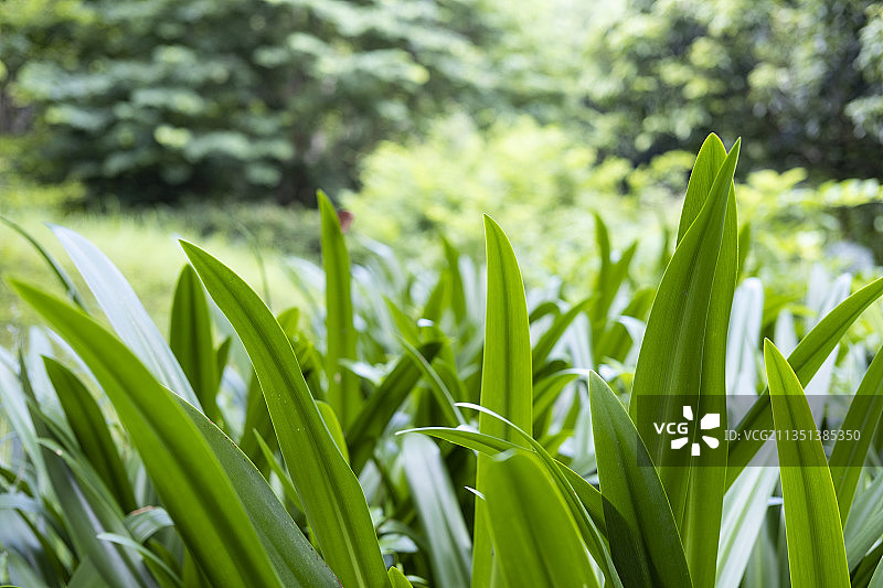 蜘蛛兰图片素材