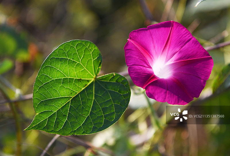 迎着朝阳绽放的牵牛花图片素材