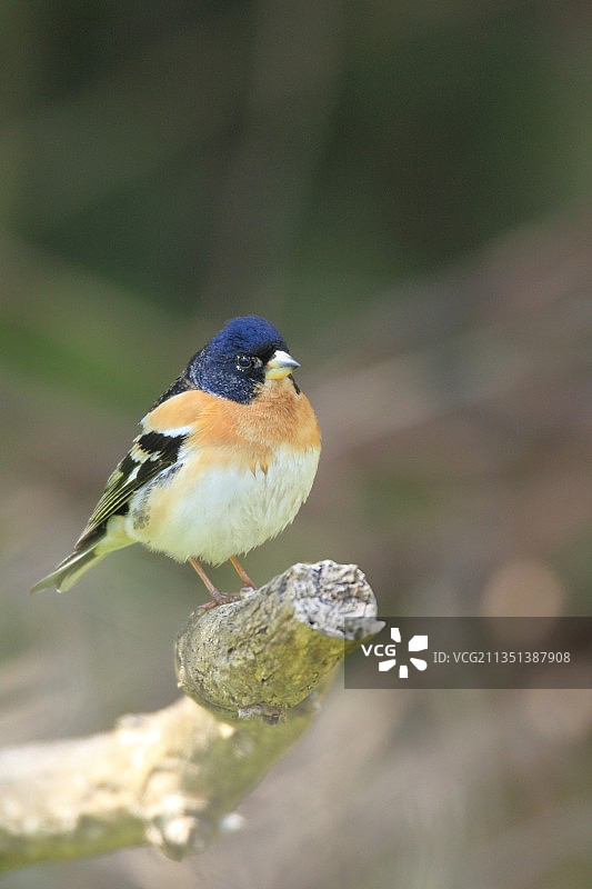 雀形目麻雀栖息在岩石上（特写）图片素材