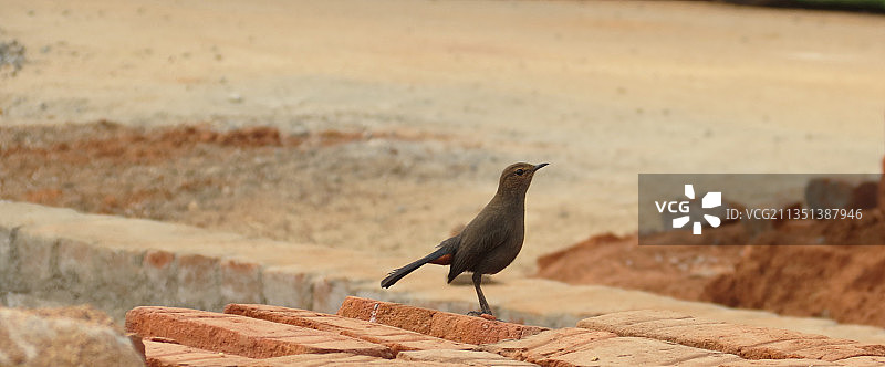 鸣禽热带鸟类栖息在 retaining wall 特写，印度泰米尔纳德邦内韦利图片素材