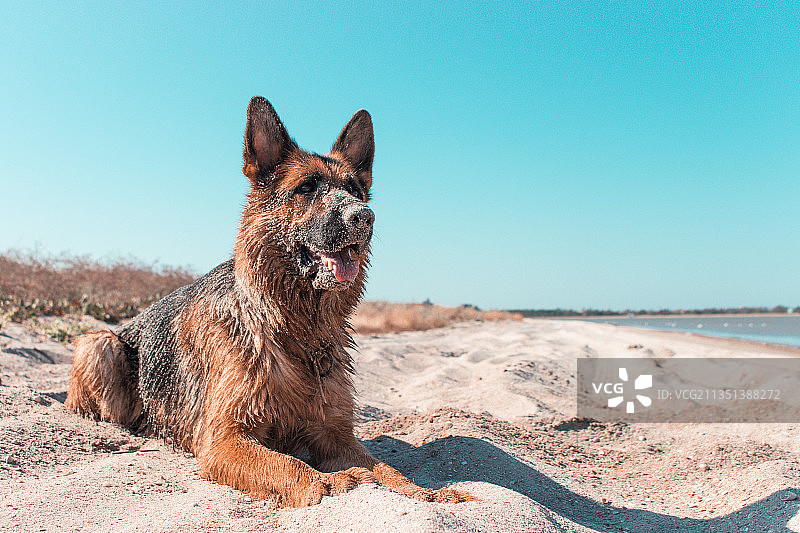 纯种牧羊犬沙滩晴空下坐姿特写图片素材