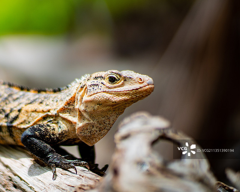 特写：鬣蜥在岩石上，哥斯达黎加蓬塔雷纳斯省克波斯图片素材