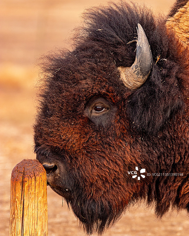 美国南达科他州的水牛特写图片素材