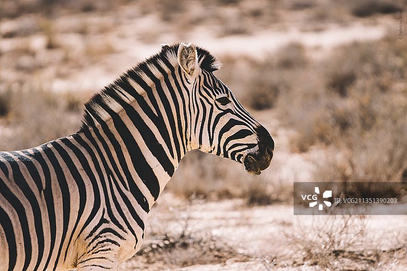 南非斯韦伦丹地方自治市原野上站立的斑马侧视图图片素材