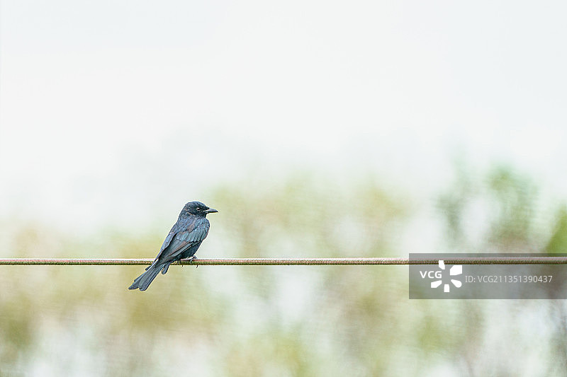 栖息在电缆上的鸣鸦的低角度景观图片素材