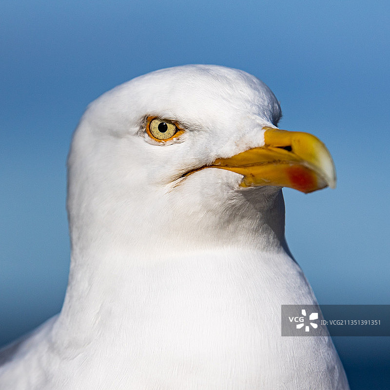 蓝天下海鸥的特写，英国圣安德鲁斯图片素材