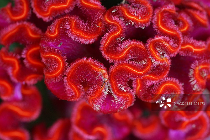 红色珊瑚特写图片素材