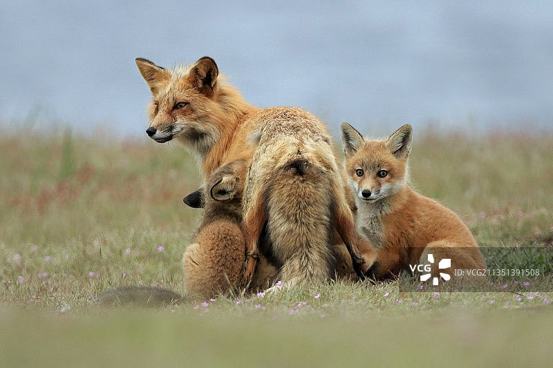 坐在草地上的红狐肖像图片素材