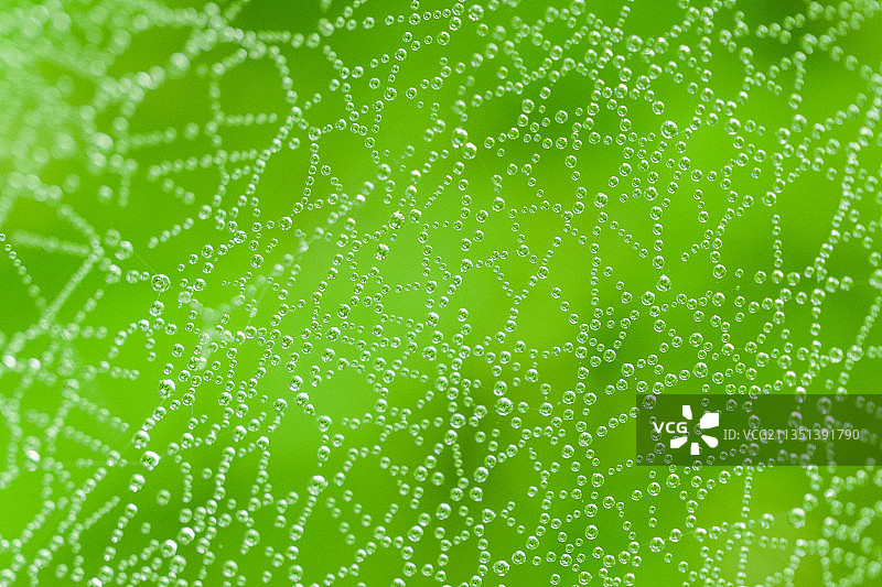 绿色抽象背景特写，斯洛伐克图片素材