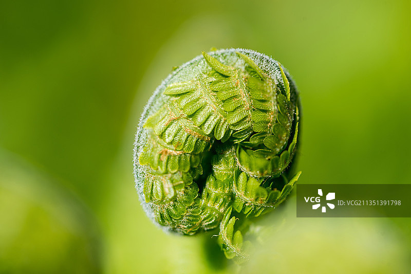 俄罗斯鄂木斯克州柳宾斯基区的蕨类植物特写图片素材