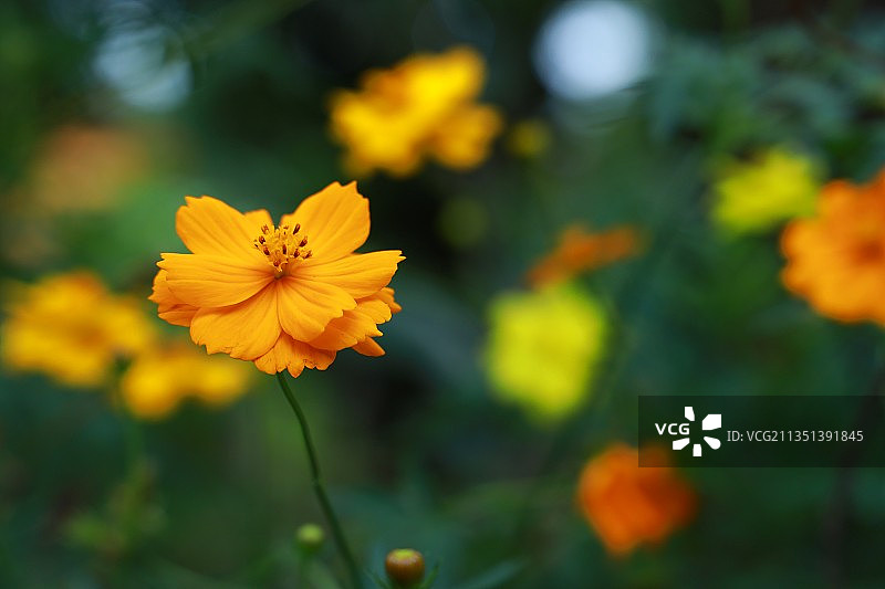 黄色波斯菊特写图片素材