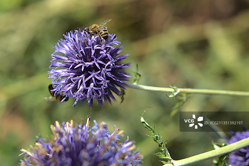 紫色蓟花特写，斯图加特，德国图片素材
