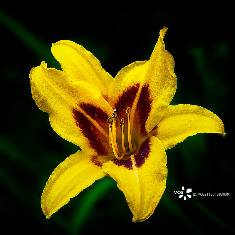 黄色开花植物的特写图片素材