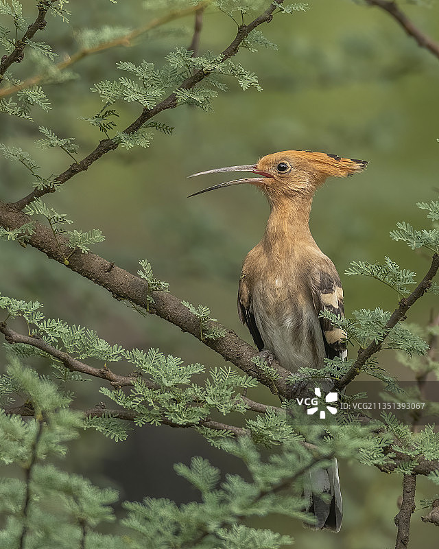 印度哈里亚纳邦古鲁格拉姆，戴胜鸟栖息在树枝上特写图片素材