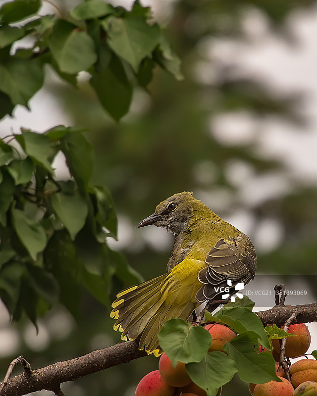 鸟儿栖息在树枝上的特写镜头图片素材