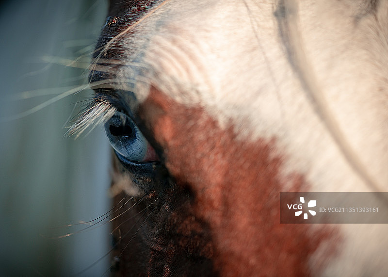 马眼特写图片素材