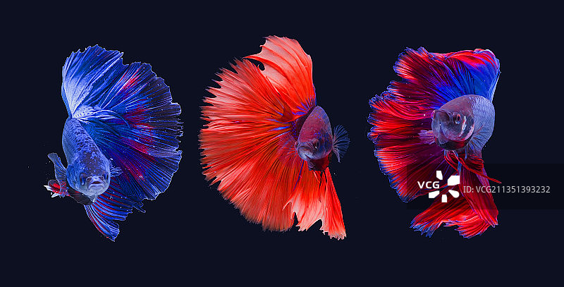 黑色背景下的斗鱼特写，印度尼西亚雅加达图片素材